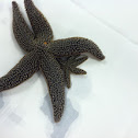 Common sea star