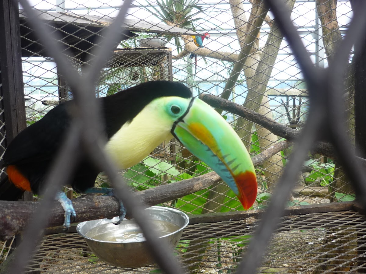 Toucan