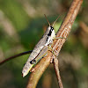 Olive-green Swamp Grasshopper (female)