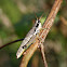 Olive-green Swamp Grasshopper (female)