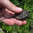 Common Snapping Turtle baby