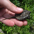 Common Snapping Turtle baby