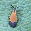 End Band Net-wing Beetle