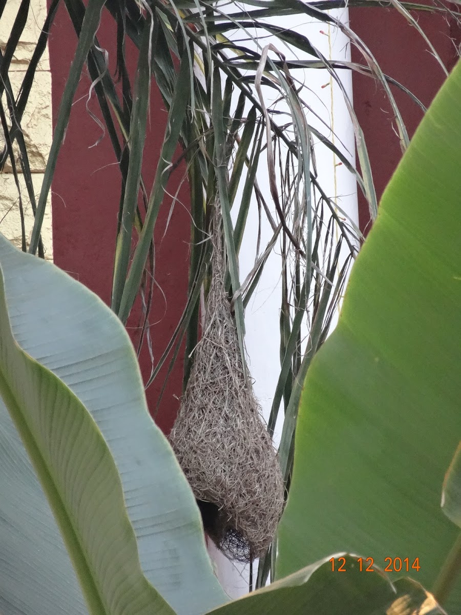 Baya Weaver Bird's Nest