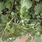 Solanum nigrum (Tomatera borde)