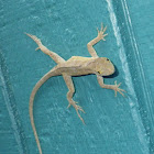 Carolina Anole (juvenile)