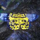 False Tiger moth