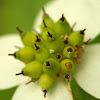 Canadian Bunchberry