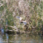 Little Bittern; Avetorillo