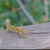 Carolina anole