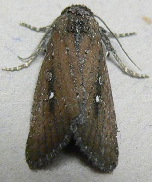 White-dotted Groundling Moth
