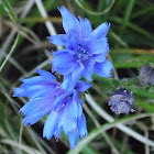 Common Chicory (Blue Sailors)