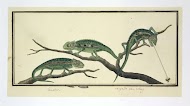 Bradypodion pumilum in three poses (Cape dwarf chameleon)