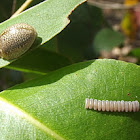 Leaf beetle with eggs