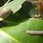 Leaf beetle with eggs