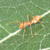 Ant mimicking jumping spider, Kerengga Ant-like JumperKerengga Ant-like Jumper - female