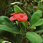 Crown-of-thorns (Christ Plant)