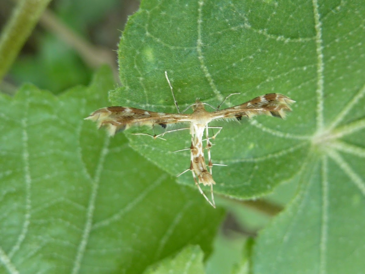 Geranium Plume Moth