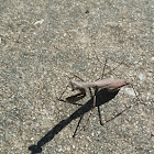 Brown Praying Mantis
