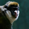 Lesser Spot-nosed Guenon