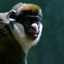 Lesser Spot-nosed Guenon
