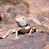 Ring-tailed Dragon