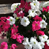 Petunias