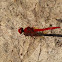 Scarlet Percher Dragonfly ( Male )