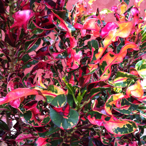 Corkscrew Croton Project Noah