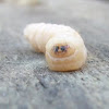 larva gran capricornio