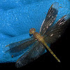 Dragonfly teneral male
