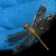 Dragonfly teneral male