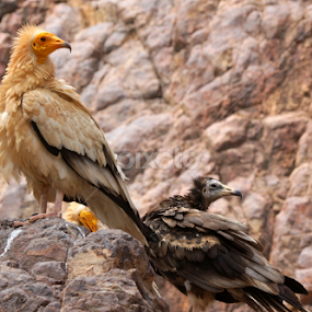 Egyptian Vulture by Prasad Kotian - Animals Birds