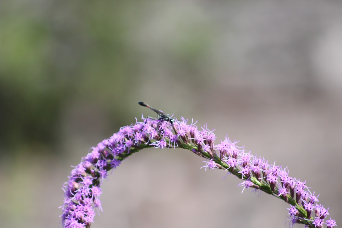 Common Thread-Waisted Wasp