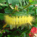 Tussock moth caterpillar