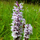 Heath spotted orchid