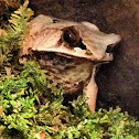 Long Nosed Horned Frog