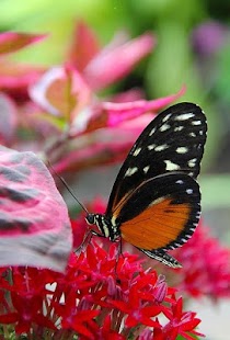 Free Download Butterflies Images APK