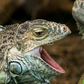 Green Iguana by Adele Price - Animals Reptiles