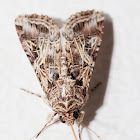 Yellow-striped Armyworm Moth