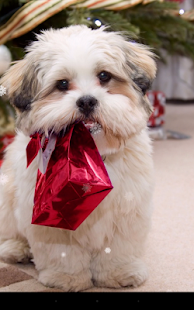 Free Xmas Puppy Live Wallpaper APK for Android