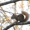 Squirrel