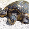 Green sea turtle (honou)