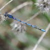 Familiar Bluet