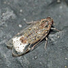 Cixiid planthopper