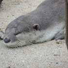 Smooth coated otter