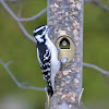 downy woodpecker