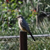 Say's Phoebe