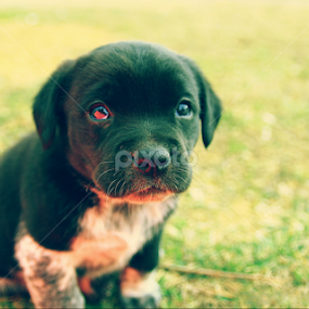 by Barak Johnson - Animals - Dogs Puppies
