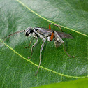Unidentified Parasitic Wasp